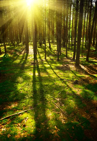 日出森林 — 图库照片