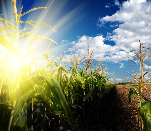 Lever de soleil sur le champ de maïs — Photo