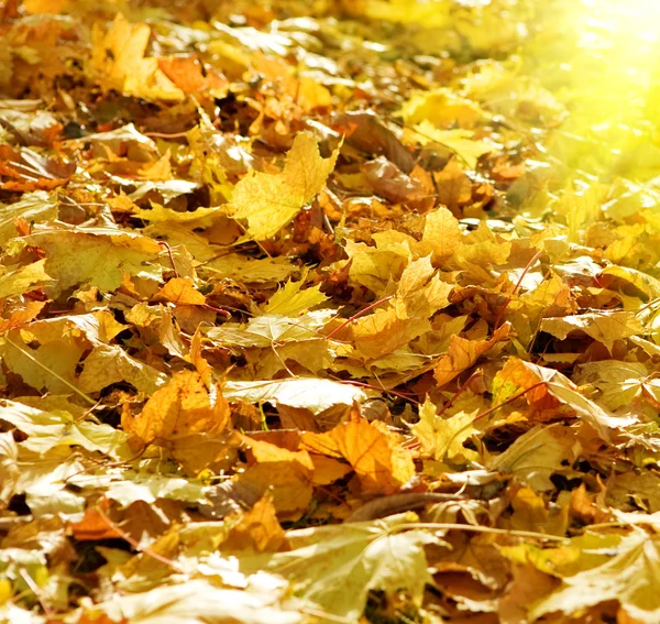 The fallen yellow foliage with sun — Stock Photo, Image