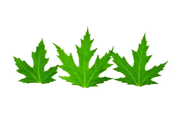 Three leaves of mapple isolated — Stock Photo, Image