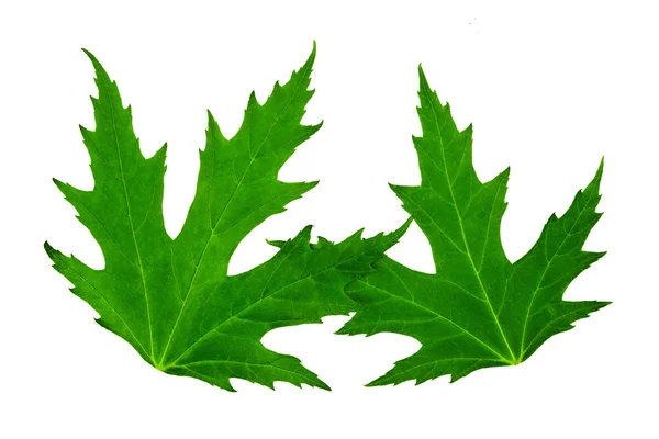 2 つの緑のカエデの葉は分離 — ストック写真