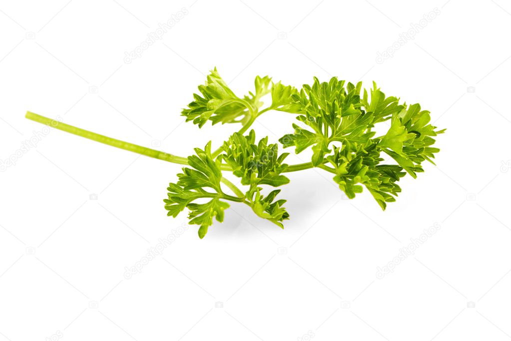 Small banch of parsley isolated