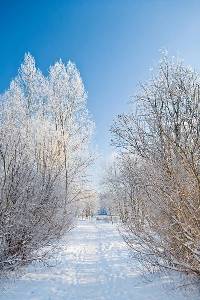 Winter alley — Stock Photo, Image