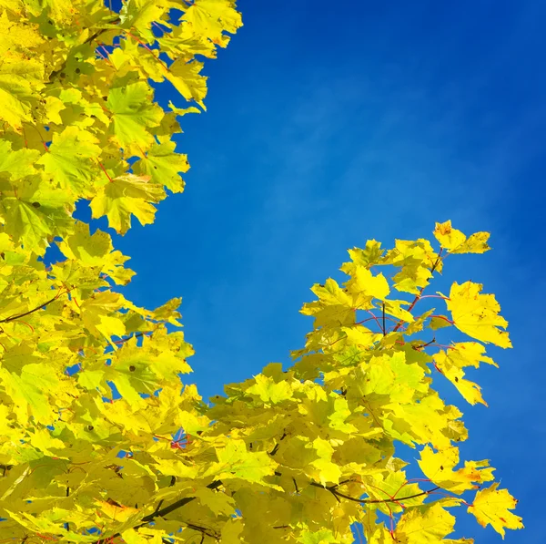 Gele tak van herfst boom — Stockfoto