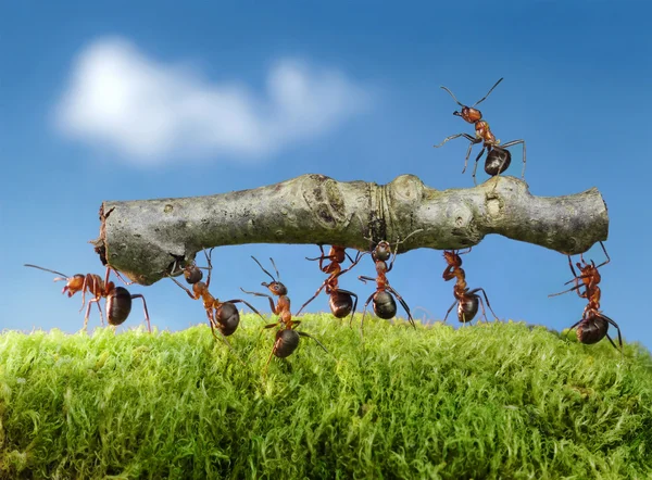 Red Ant Green Grass — Zdjęcie stockowe