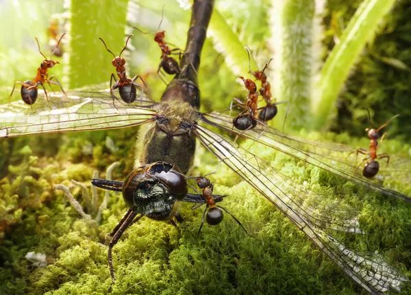 Doğada Fly — Stok fotoğraf
