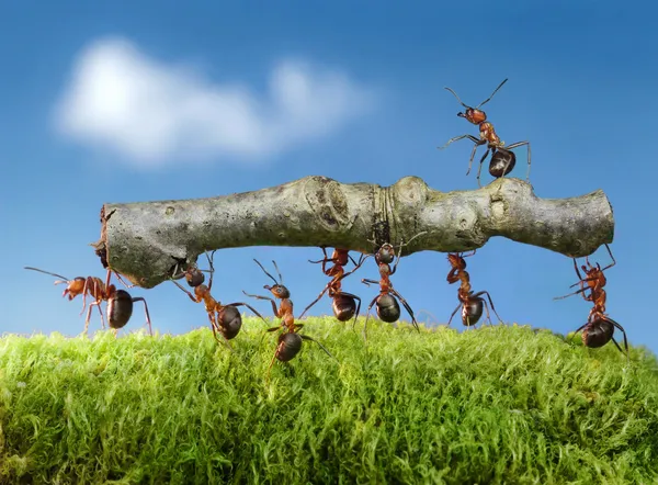 Red Ant Green Grass Stockafbeelding