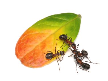 Ants fight outside ring clipart