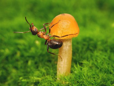 Karıncalar egzersizleri