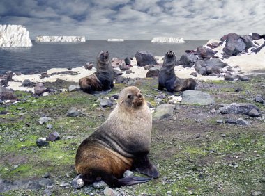 Fur seal - antarctic macho clipart
