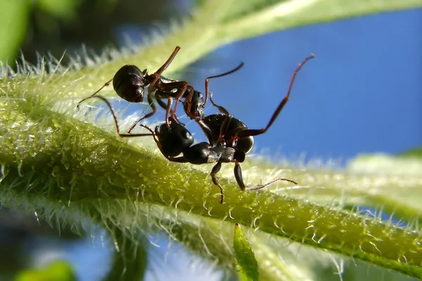 Ants knockout — Stock Photo, Image