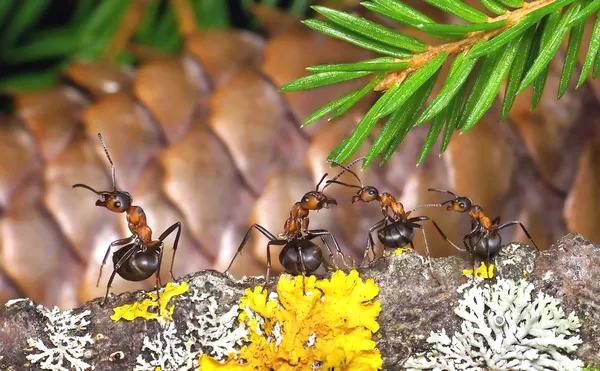 Coro de formigas — Fotografia de Stock