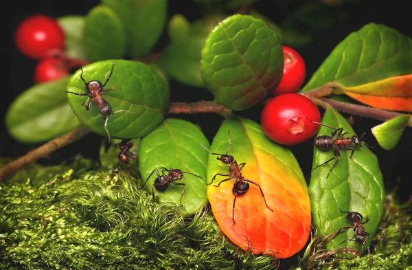 Ants and cowberry — Stock Photo, Image