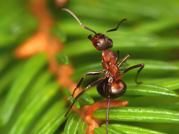 Ant singing on a branch — Stock Photo, Image