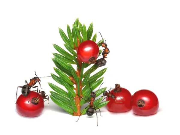 Mravenci vánoční problémy — Stock fotografie