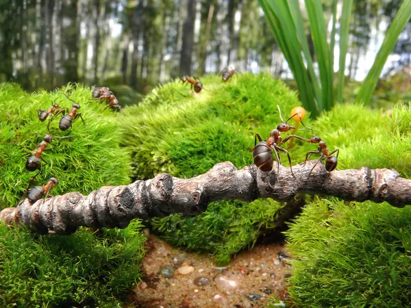 Las hormigas van a la escuela —  Fotos de Stock