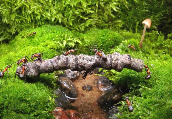 Formigas ponte — Fotografia de Stock