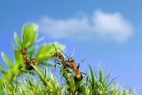 Anecdotes of ants — Stock Photo, Image