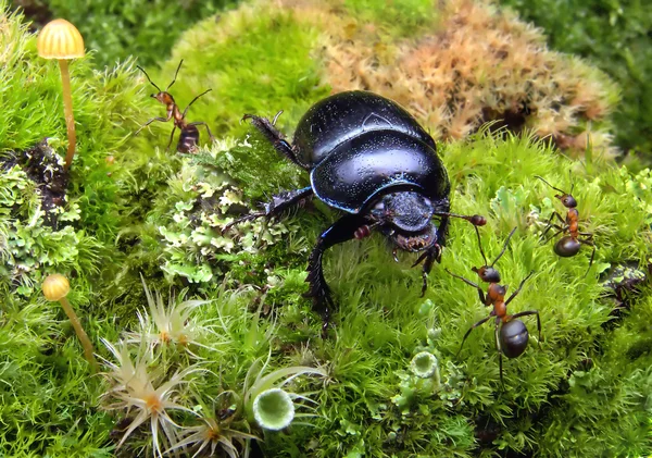 Чужой жук в муравьином саду — стоковое фото
