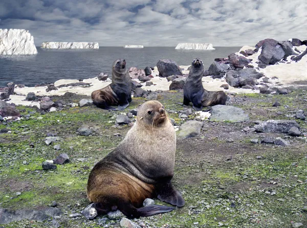 Fur seal - antarctic macho — Stock Photo, Image