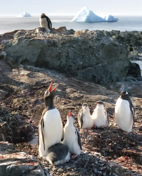 Pingüinos cantando lesiones — Foto de Stock