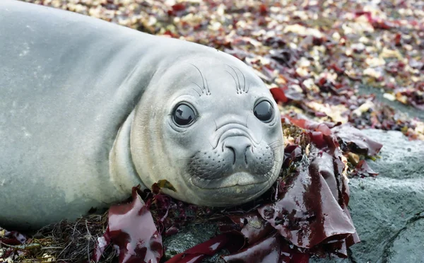 W oczy Elephant Seal — Zdjęcie stockowe