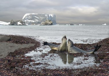 Talk of elephant seals clipart