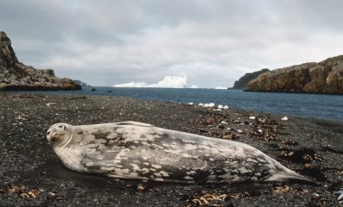 Weddell seal on antarctic beach clipart