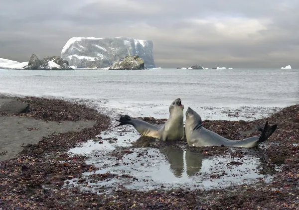 Разговор о тюленях-слонах — стоковое фото