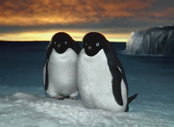 Adelie pingviner, förbereda boet — Stockfoto