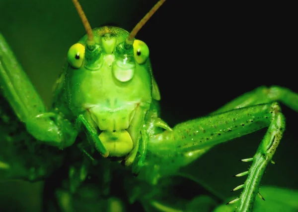 Tear of beauty, grasshopper — Stock Photo, Image