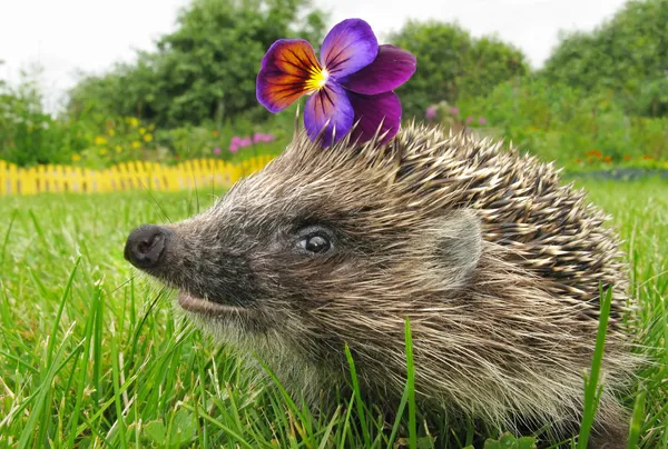 Smiling flower thief hedgehog — Stock Photo, Image