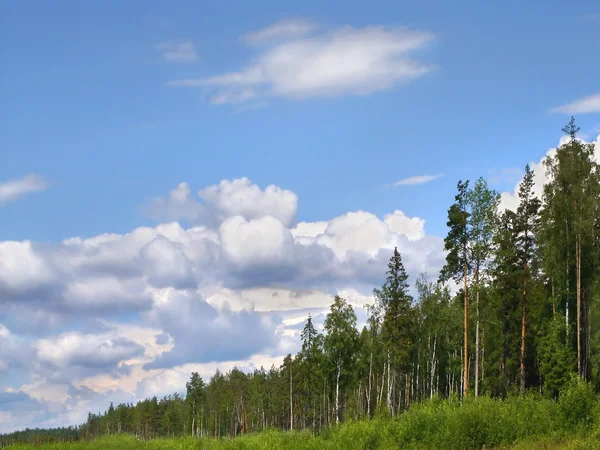 stock image Forest skyline