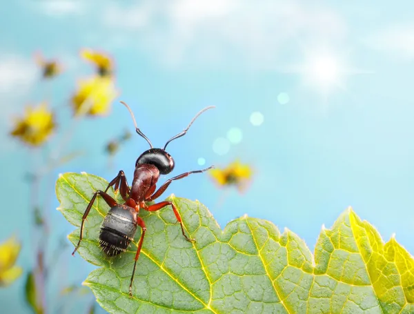 Садова мураха ловить сонячний промінь — стокове фото