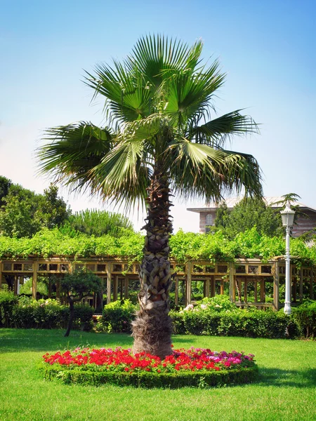 stock image Palm in the garden