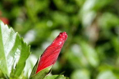 hibiscus çiçeği