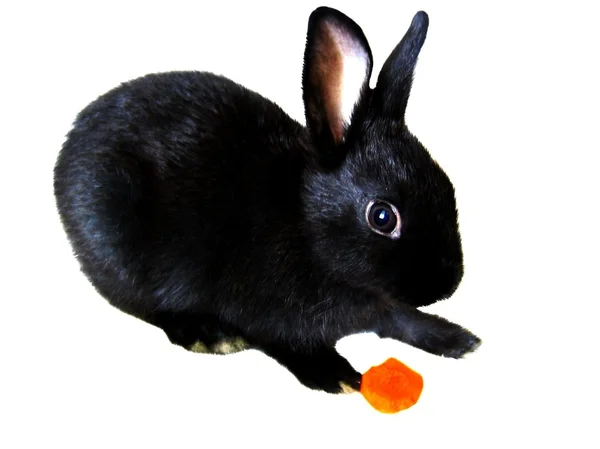 Conejo bebé negro —  Fotos de Stock