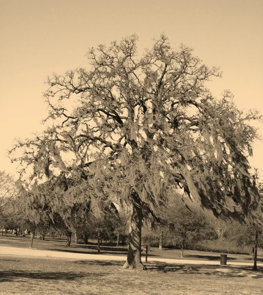 Δέντρο — Φωτογραφία Αρχείου