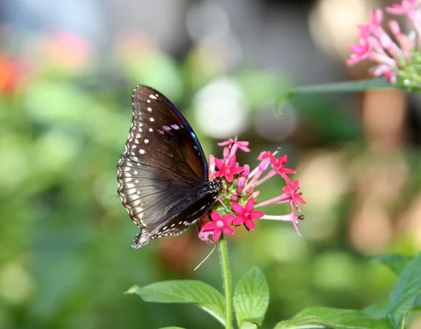 Чорний метелик — стокове фото