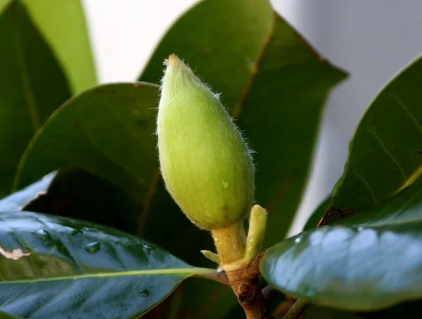 Un bourgeon d'arbre à fleurs magnolia — Photo