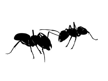 Two black ants's fighting clipart