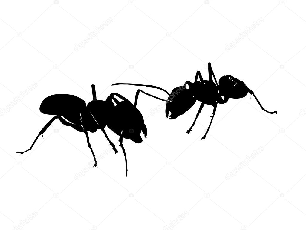 Two black ants's fighting