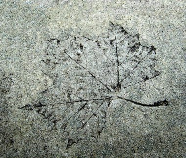 Fossil leaf clipart