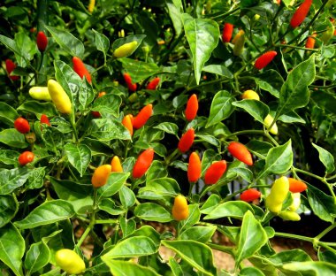 Little red hot Hawaiian Chile Peppers clipart