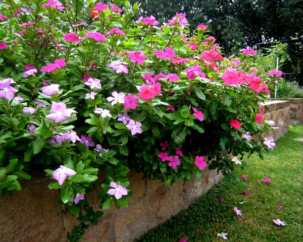 Рожеві квіти садові — стокове фото