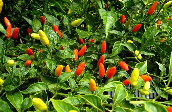 stock image Red hot Hawaiian Chile Peppers