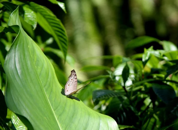 Mariposa en una hoja — Foto de Stock