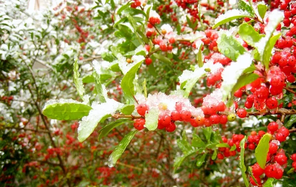 Красная ягода под снегом — стоковое фото