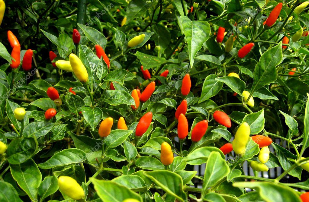 Red hot Hawaiian Chile Peppers — Stock Photo © trinochka 1343437