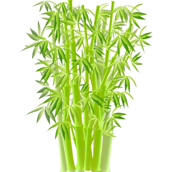 Illustration of bamboo — Stock Photo, Image